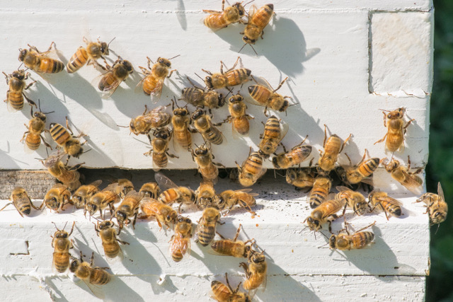 Hive minds, honey bees, intelligent 