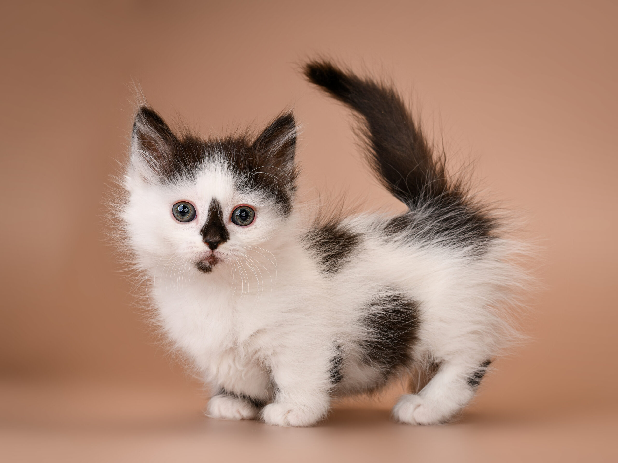 Very small, tiny, cute kitten