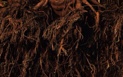 Client Satisfaction Is Not a Metric – It’s a System