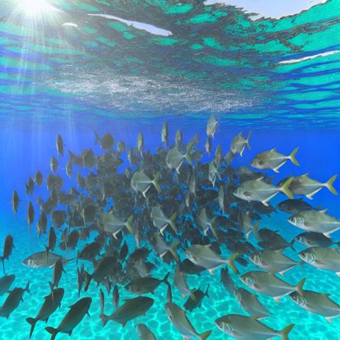 Collaboration, together, fish, swimming