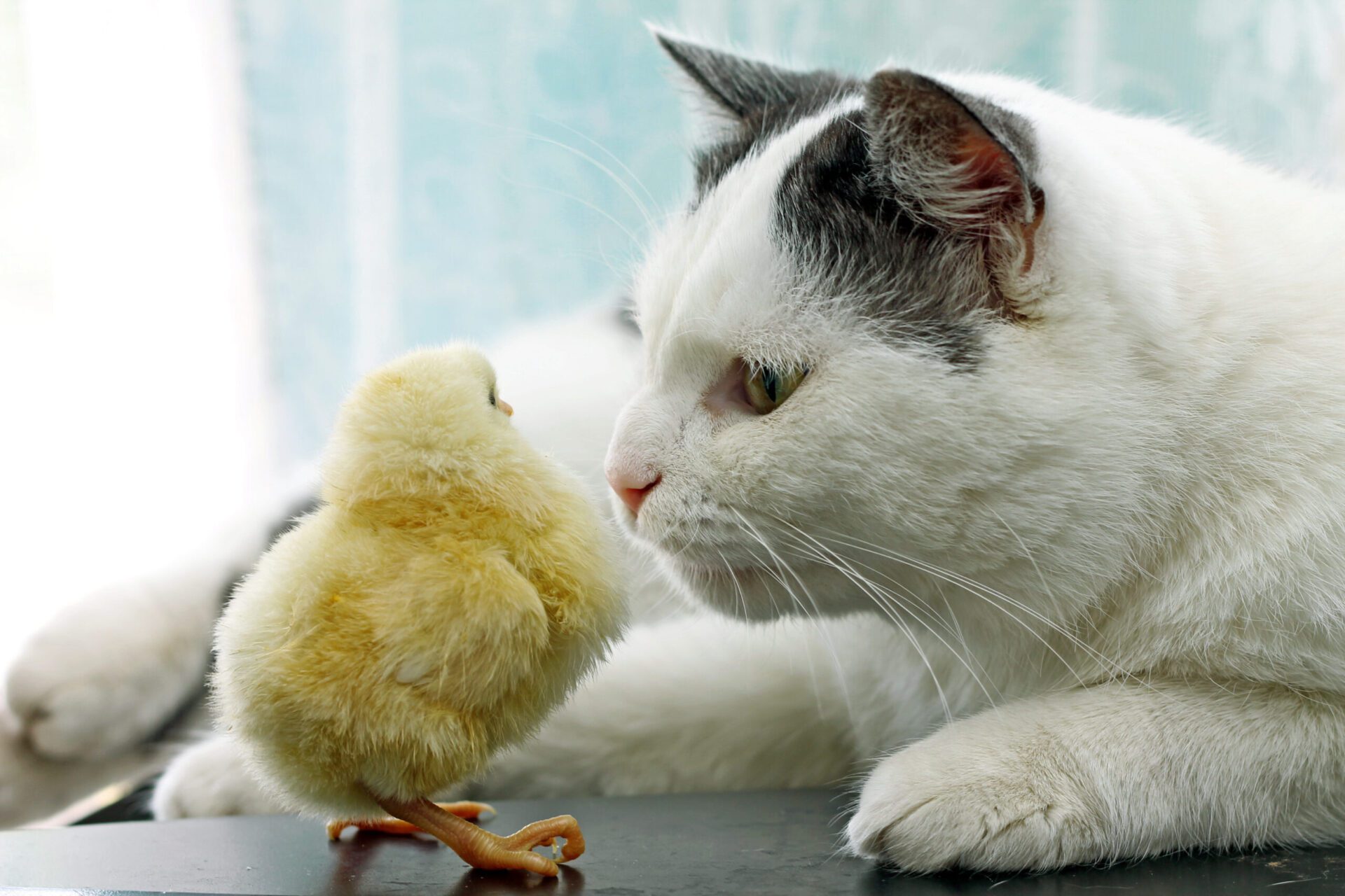 Friend or Foe, Cat an Chick, Friends or enemies