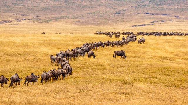 Go Far in life, travel, Wildebeest on the move