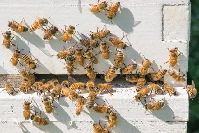 Hive minds, honey bees, intelligent