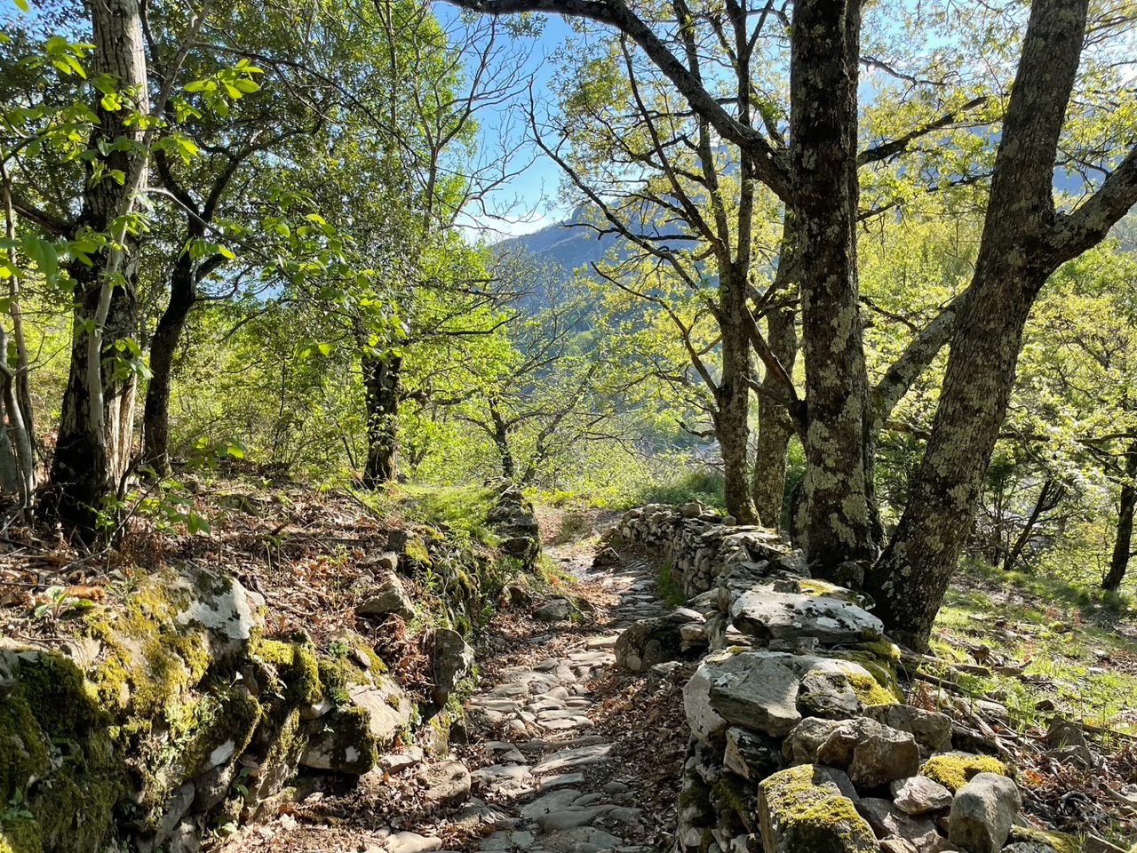 Growth, trees, mountains, view, breakthrough