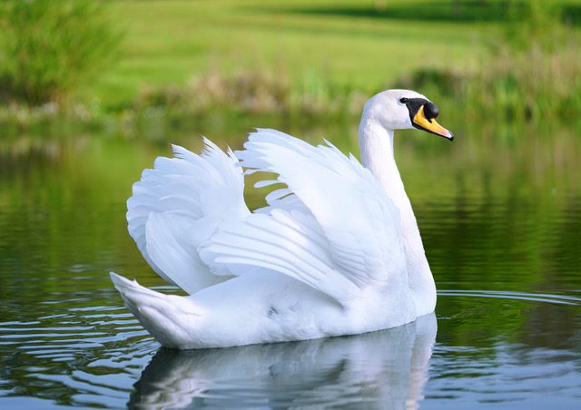 Leadership, calm serene swan
