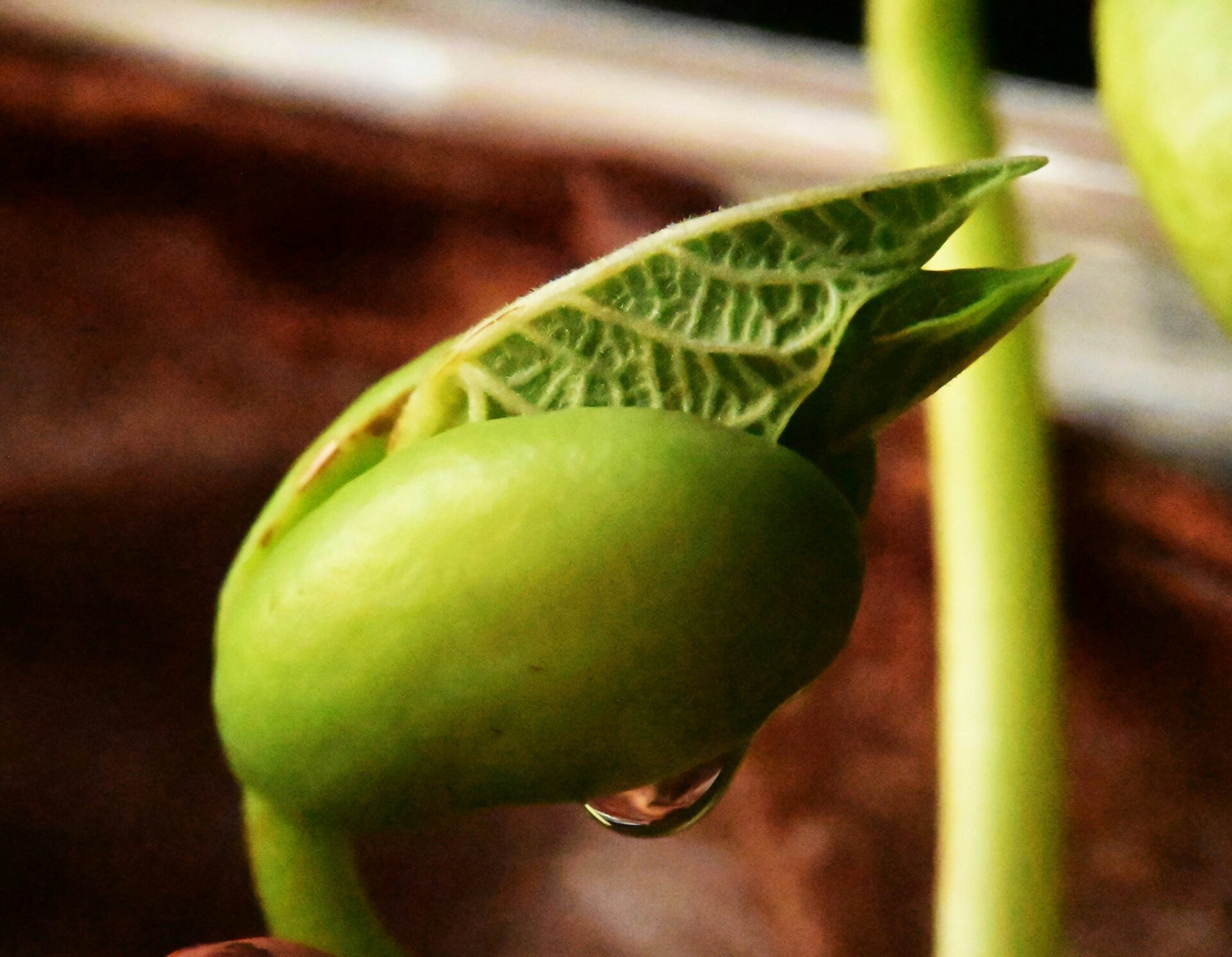 Young green shoot emerging from seed pod against brown earth background denoting growth