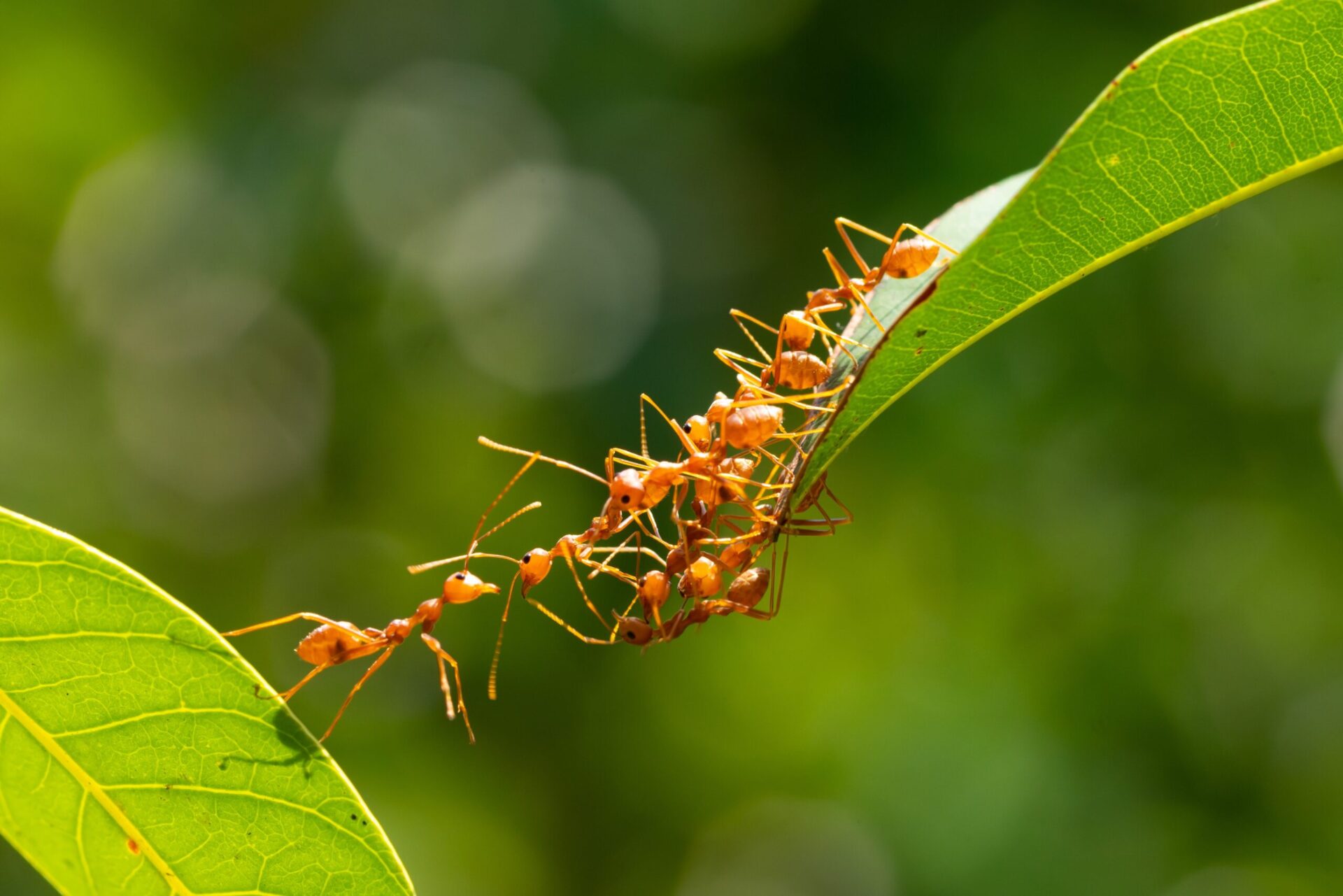 ANTS, release your ants, automatic negative thoughts