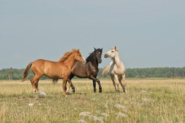 Boost workplace happiness, horses, together, happy, playing