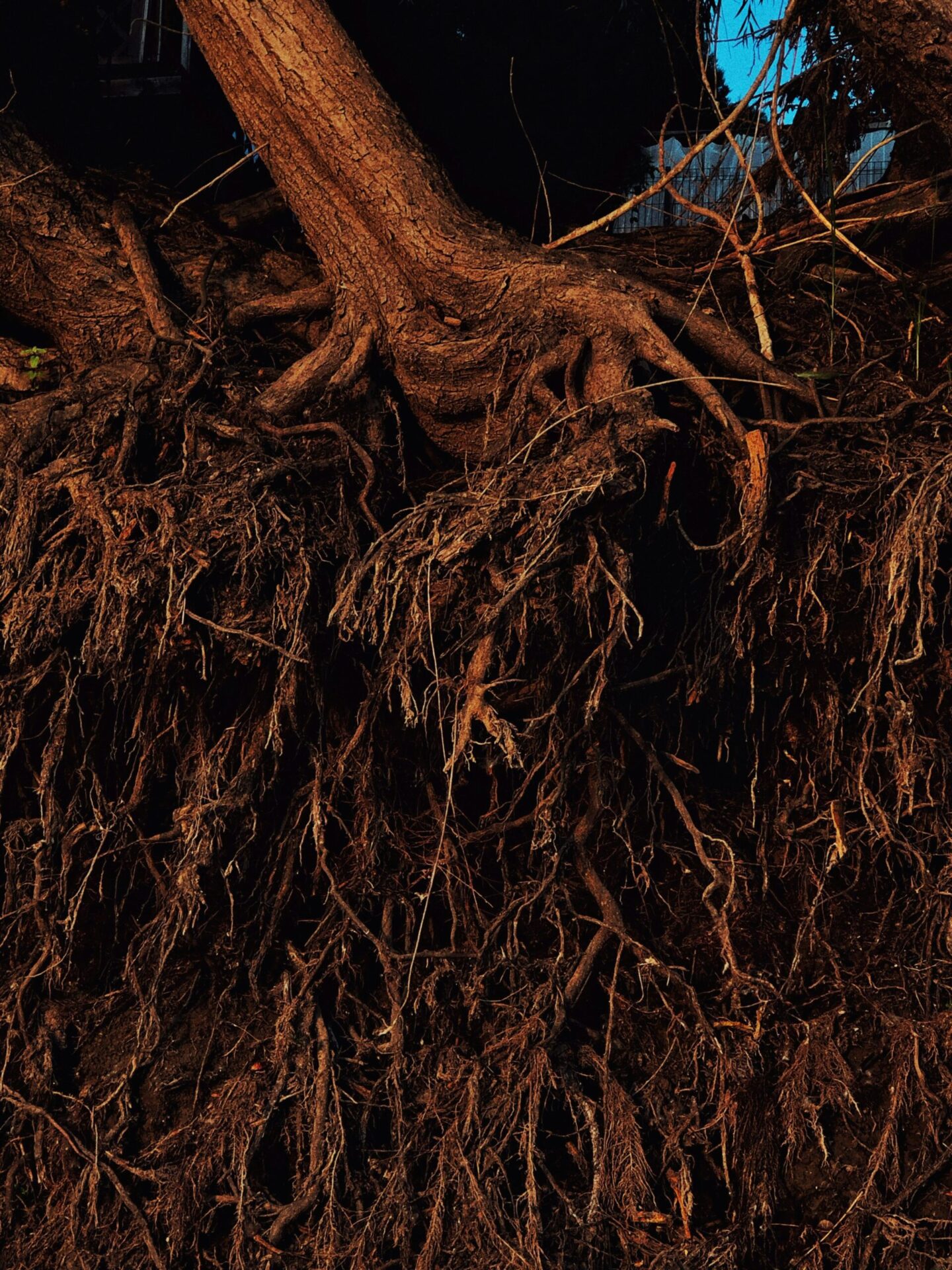 Client Satisfaction Is Not a Metric, roots, trees